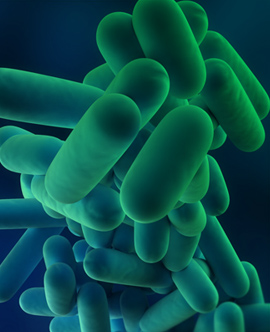 Bélflóra és betegségek | Hogyan segíthetnek a probiotikumok?